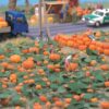 Walthers SceneMaster 1115  Pumpkin Patch -- Kit - 80 pumpkins (assorted sizes) & eight vines